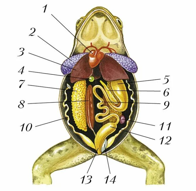 Внутреннее строение лягушки 7 класс. Внутреннее строение лягушки 8 класс. Внутреннее строение лягушки 7 класс биология. Строение самки лягушки. Тело земноводных состоит из