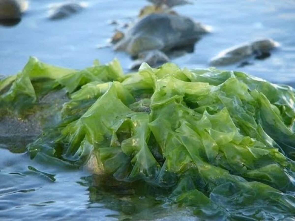 Съедобные водоросли названия. Водоросли морская капуста. Водоросли нори в море. Морская капуста ламинария. Морские водоросли нори ламинарию.