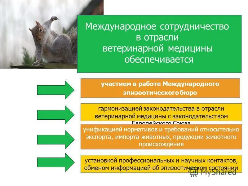 общие проблемы ветеринарии. проблемы современной ветеринарии. научные проблемы ветеринарной медицины. инновации в ветеринарии. научные проблемы ветеринарной медицины.