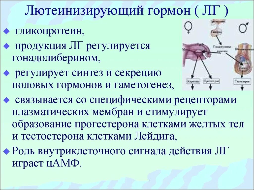 Фсг гормон у женщин за что отвечает. Лютеинизирующий гормон. Лютеинизирующий гормон (ЛГ). Лютеинизирующий гормон стимулирует. Функции лютеинизирующего гормона.