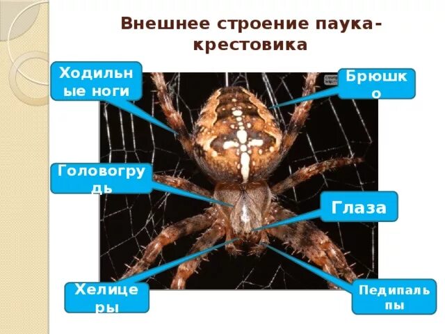 Наружное строение паука крестовика. Внешнее строение паука 7 класс биология. У паука крестовика симметрия тела. У паука крестовика симметрия тела. Внешнее строение паука паукообразных.