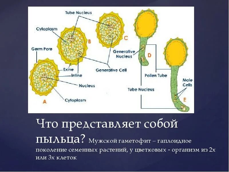 Гаметофит покрытосеменных растений. Мужской гаметофит цветковых. Мужской гаметофит у растений. Гаметофит семенных растений.