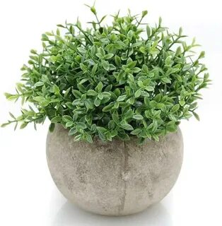 Mini plant