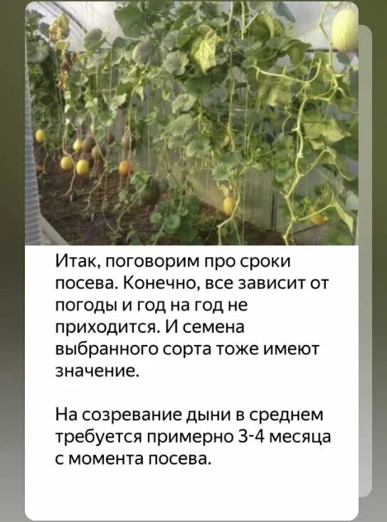 Когда нужно сажать семена дыни. Какой корень у дыни. Через сколько метров сажать дыни. Посадка дыни на рассаду в Ленинградской области. Когда садить дыню на рассаду на урале