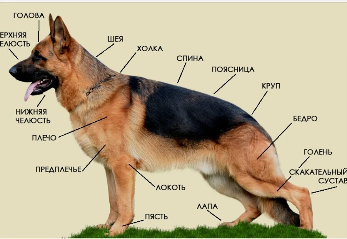 Клички немецких овчарок кобелей. Немецкая овчарка стандарт породы. Немецкая овчарка в холке. Стандарт роста кобеля немецкой овчарки. Стандарты породы немецкой овчарки взрослый кобель.