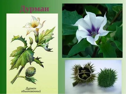 Дурман обыкновенный наземно воздушная или водная