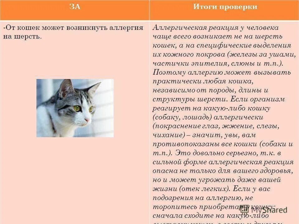 Аллергия на кошек. Аллергическая реакция на кошачью шерсть. Аллергическая реакция на домашних животных. Аллергия на шерсть животных.