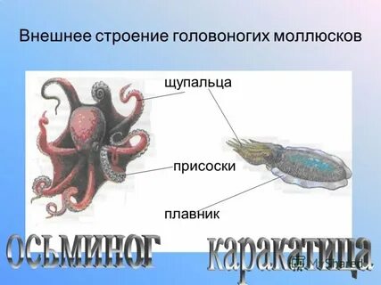 Выделительная система головоногих моллюсков