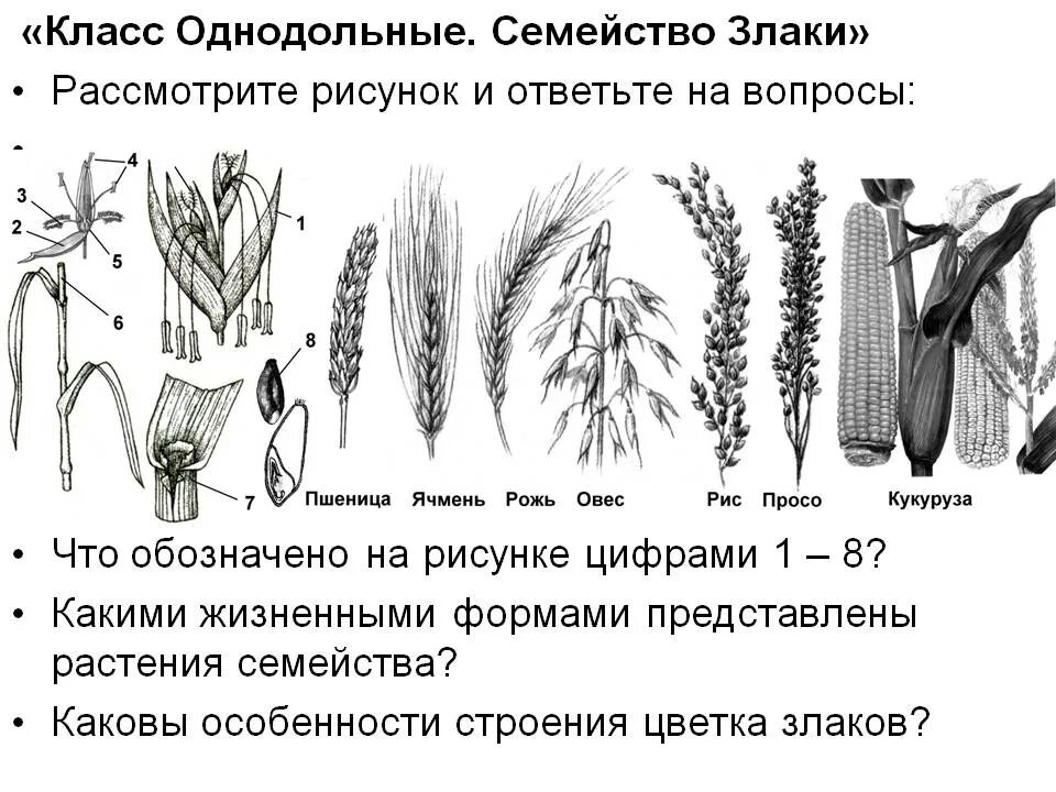 Однодольные растения семейство злаки. Класс Однодольные семейство злаки. Класс Однодольные семейство злаки пшеница. Однодольные растения злаки таблица.