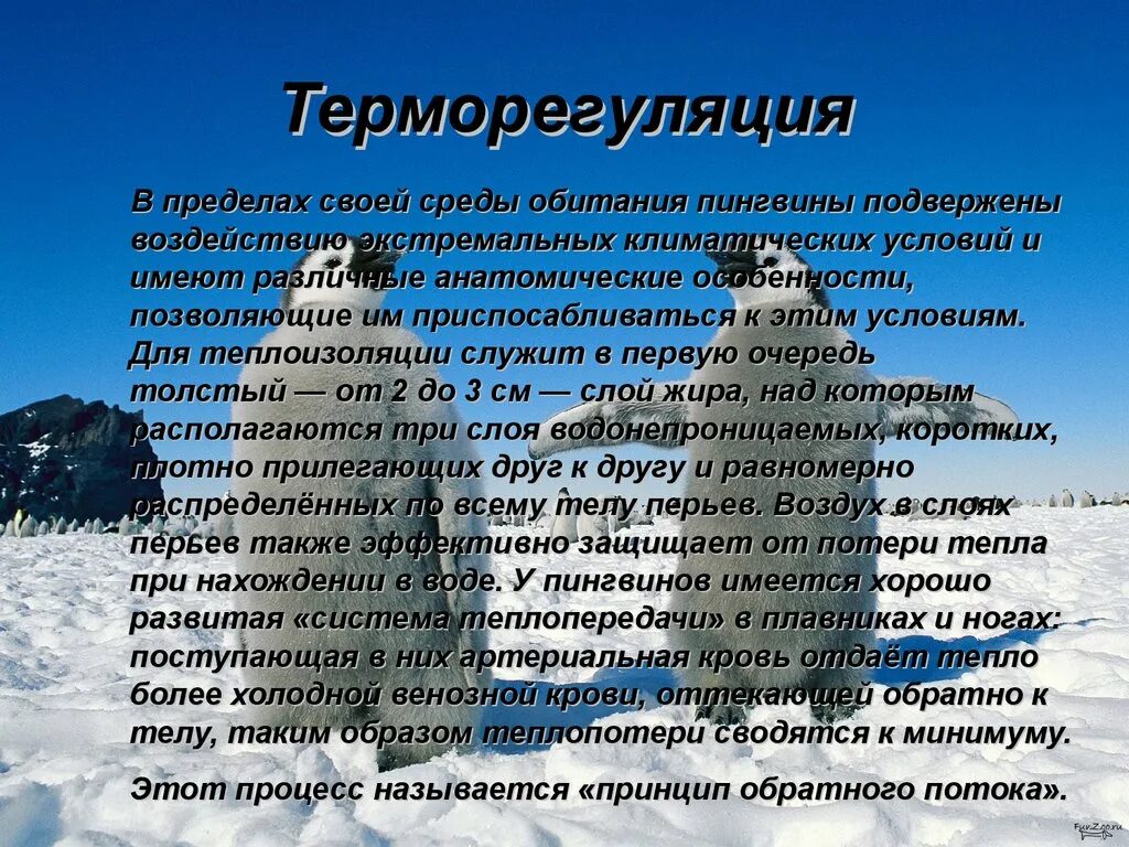 Особенности питания в условиях экстремального климата. Условия обитания пингвинов. Условия жизни пингвинов. Пингвин приспособление к среде. Приспособление животных в Антарктиде.