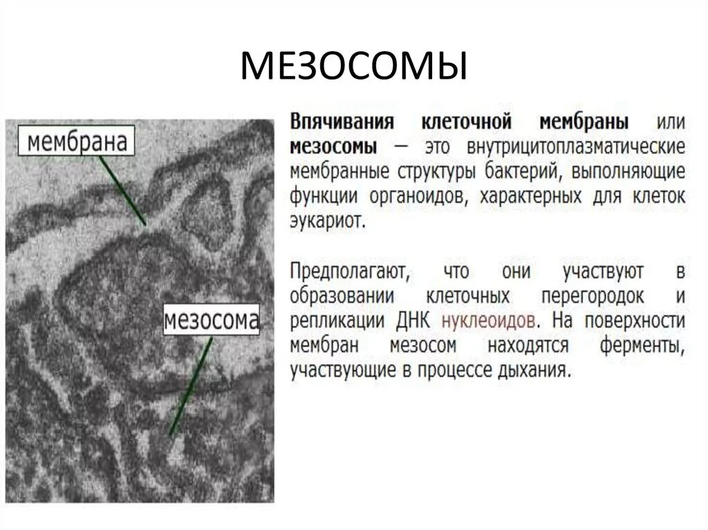 Бактерия строение функции. Мезосомы бактерий функции. Мезосомы строение микробиология. Мезосома функции у бактерий. Мезосомы бактерий строение.