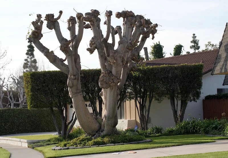 Поллардинг липы. Секвойя спил. Куинингхэми дерево. Дуб флорида дерево. Пень в филдбруке.