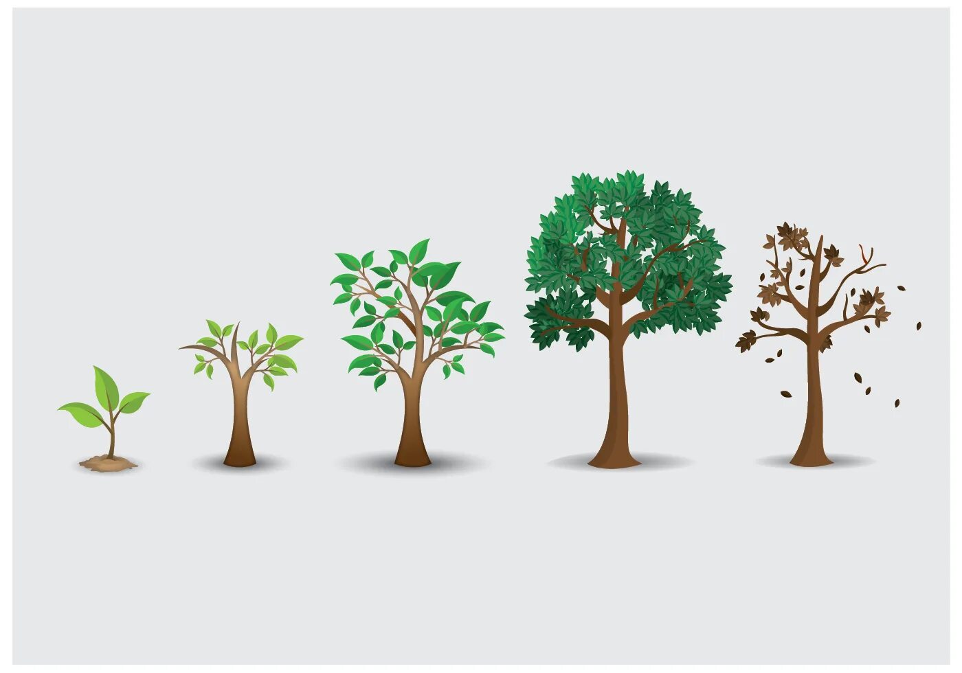 Робакс tree