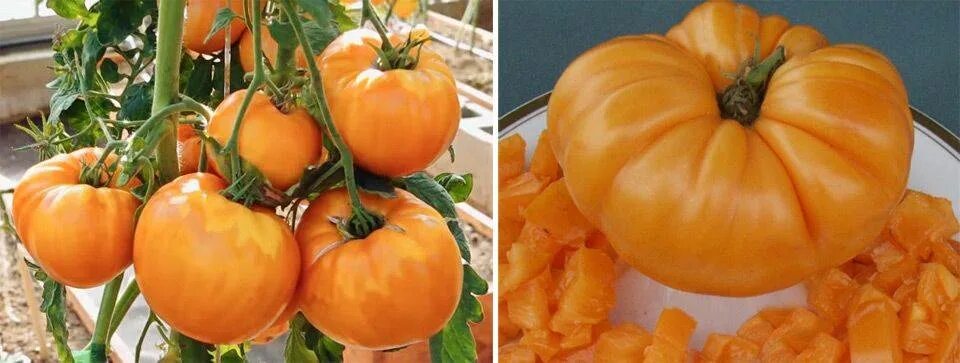 Помидоры оранж биф. Амана оранж. Сорт томата отана оранж. Семена томат амана оранж. Томат амана оранж.