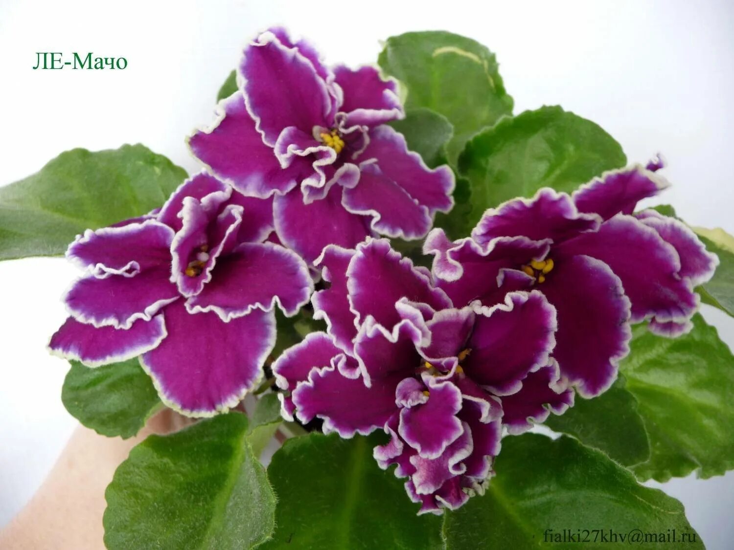 Фиалка сорт мачо. Фиалка ле мачо. Фиалка ле мачо. Фиалка world brown. Фиалка сорт мачо.