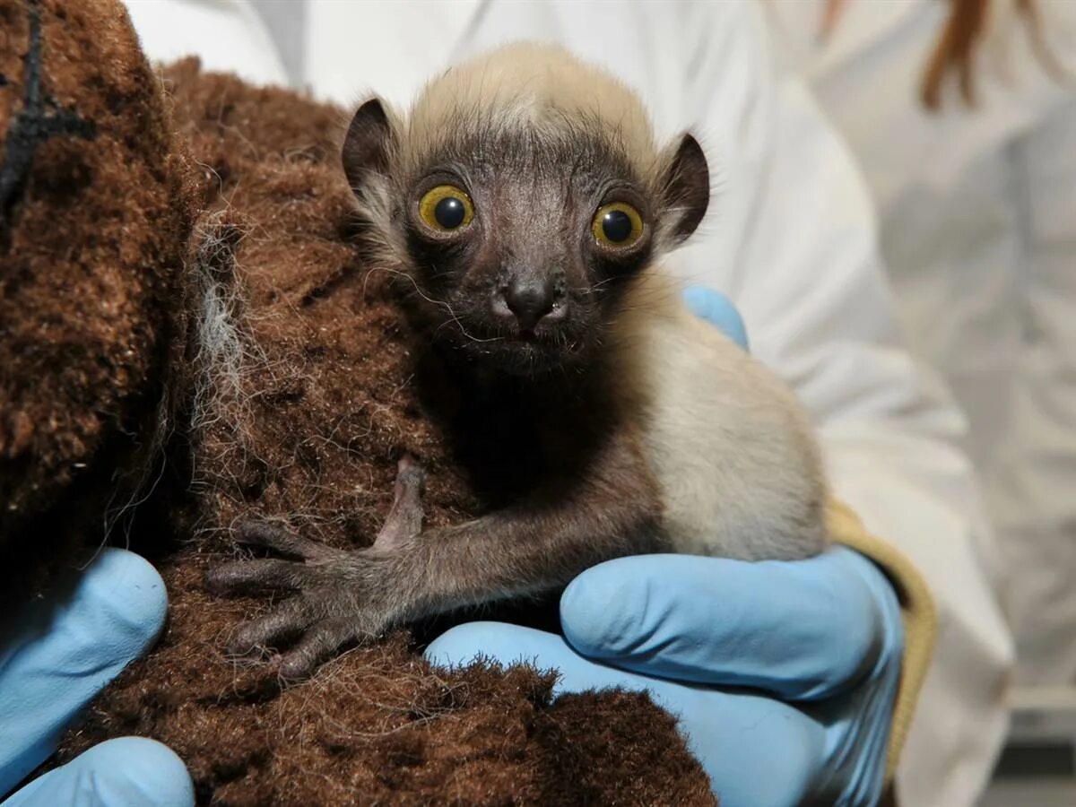 неизвестные животные планеты. самое занятое животное. разные животные. скунс коричневый. хищники в природе.