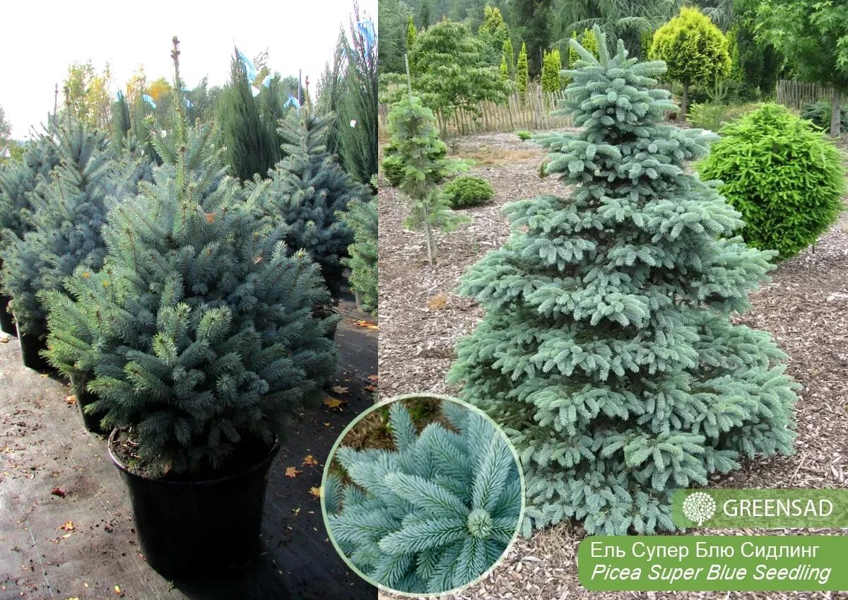 Ель колючая блю сидлинг. Ель мисти блю. Ель колючая super blue seedling. Ель колючая супер блю. Ель колючая роял блю.