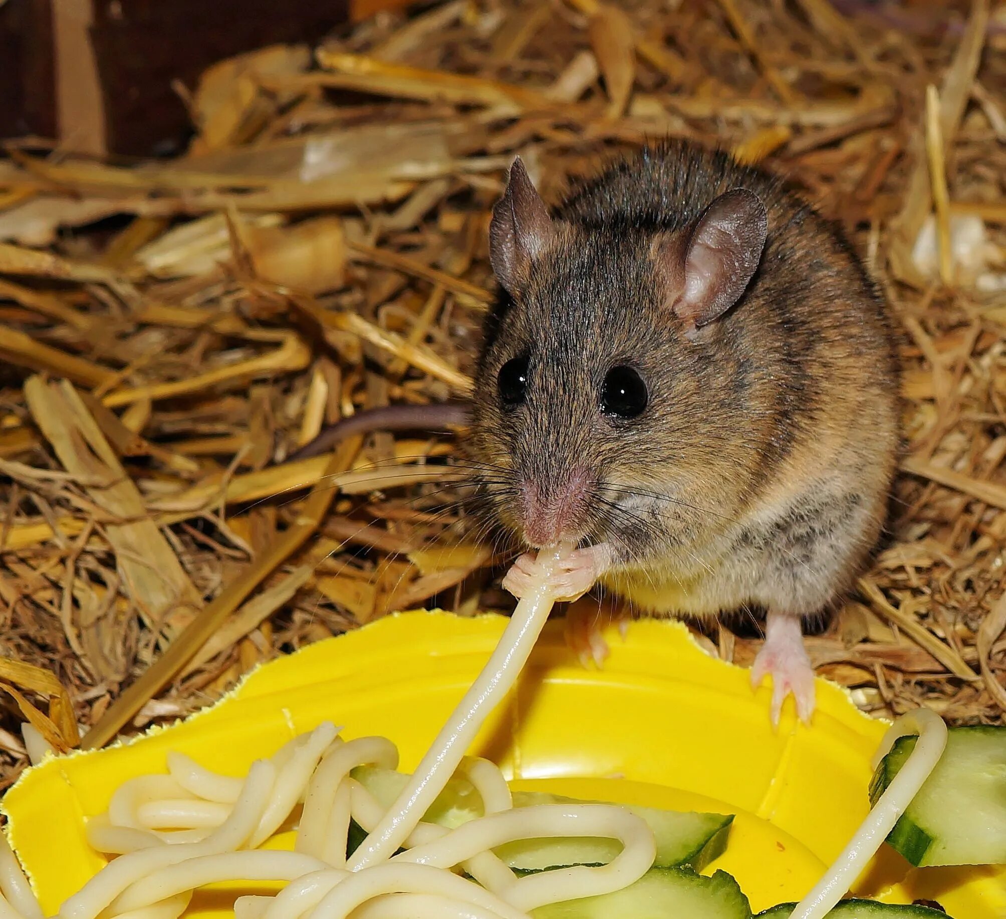 Show mice