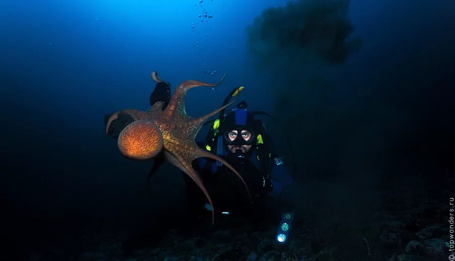 Осьминог Дофлейна гигантский. Чернильный мешок осьминога. Чернильный мешок кальмара. Чернильный мешок каракатицы. Чернила головоногих