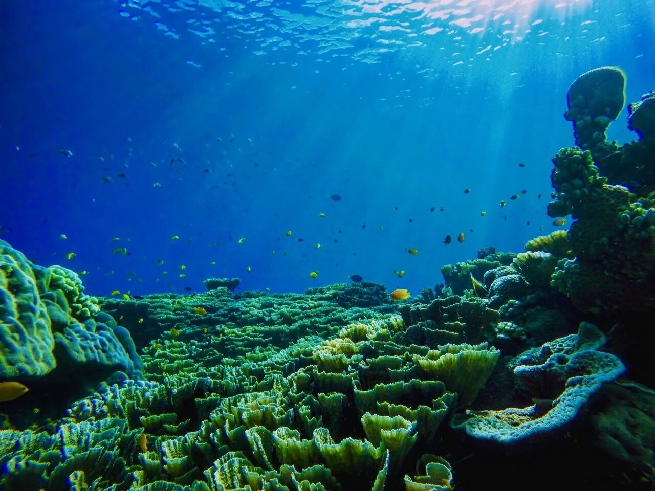 Мир подводной глубине. Рифы в океане. Подводный мир. Океаны. Глубина. Атлантический океан подводный мир.