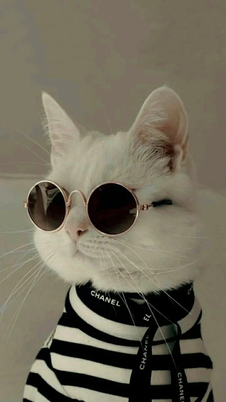 netgeek 動 物 on Twitter Cute baby cats, Cute cat, Cute cats and dogs