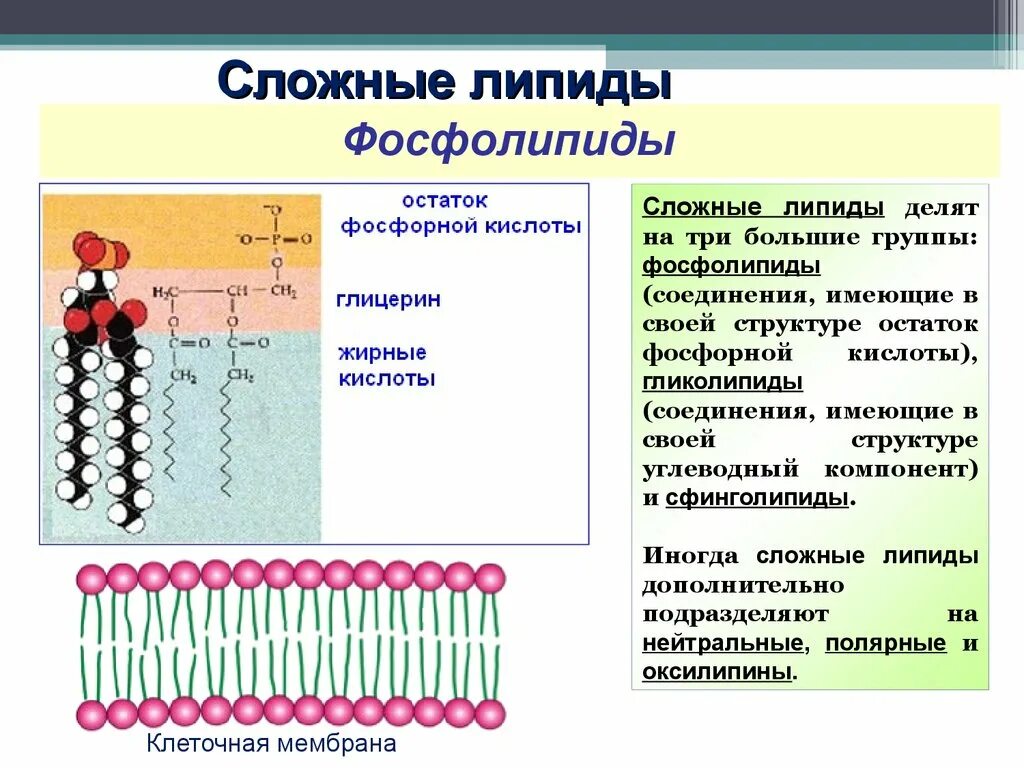 Липида отзывы. Липиды мембран сложные липиды. Фосфолипиды мембраны строение. Фосфолипид строение мембраны. Фосфолипиды клеточной мембраны состав.