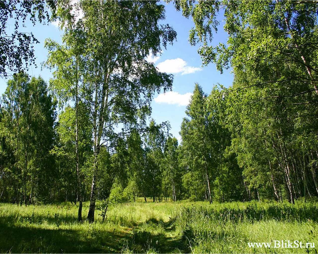 Хвойно мелколиственные леса. Мелколиственные леса Новгородской области. Опушка лиственного леса. Лиственный лес летом.