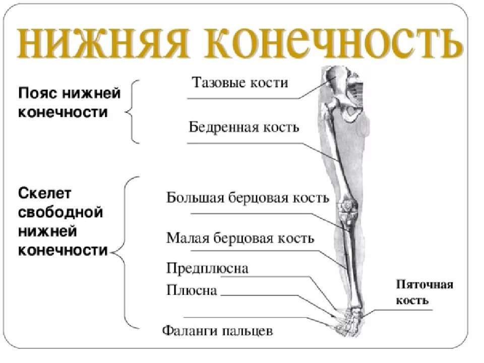 Скелет нижних конечностей человека кости. Схема строения нижней конечности. Строение скелета нижних конечностей. Отделы скелета свободной нижней конечности строение. Скелет нижних конечностей свободная конечность.