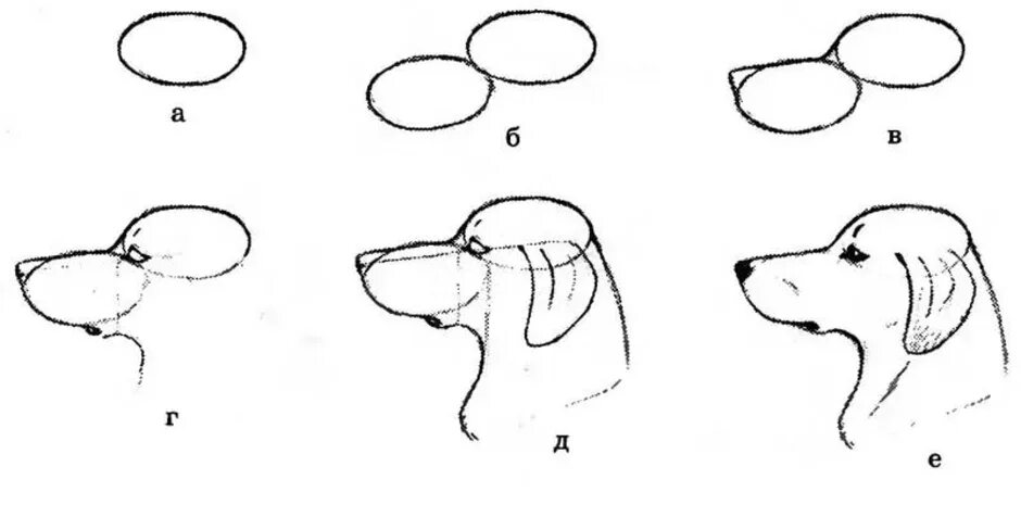 Схема собаки рисунок. Как рисовать морду собаки сбоку. Пошаговое рисование собаки. Как рисовать морду собаки. Поэтапное рисование морды собаки.