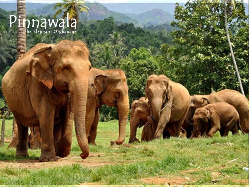 Пиннавела шри. Слоновий питомник Шри Ланка. Слоновий питомник Пиннавела. Пиннавела Шри Ланка. Приют для слонов Шри Ланка.