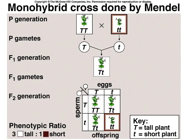 Genetic Cross. Back Cross Genetics.