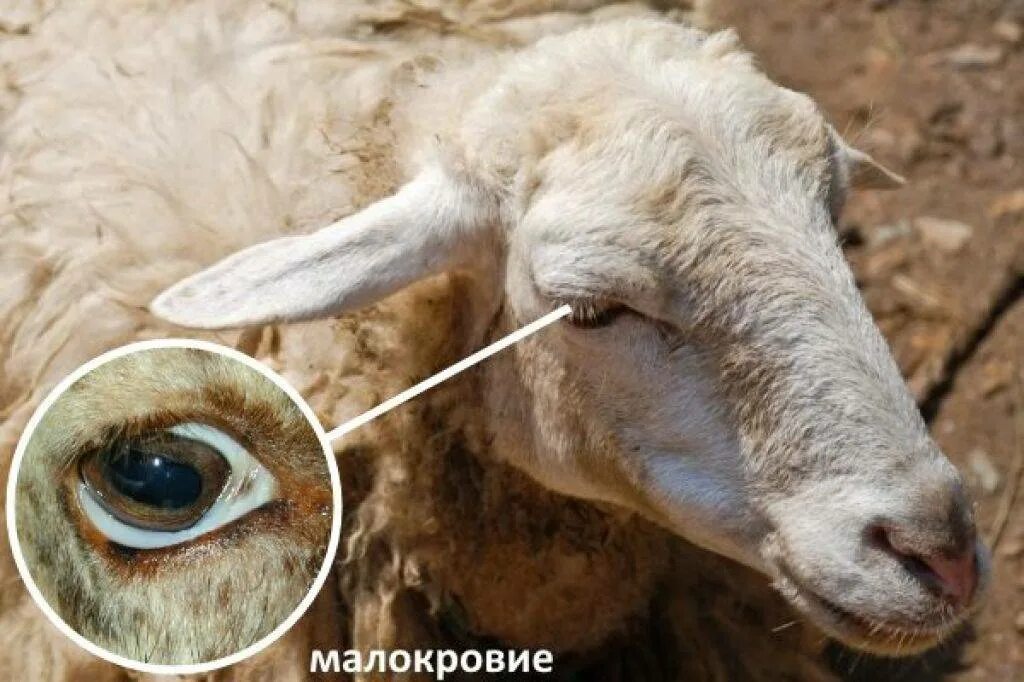 У барана спереди у араба. Пастереллез овец симптомы.