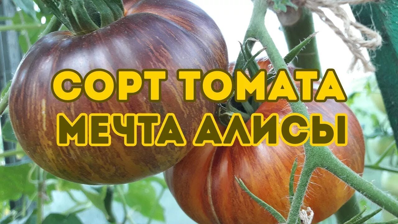 Томат Мечта Алисы: отзывы о сорте и поэтапная технология его выращивания, преиму
