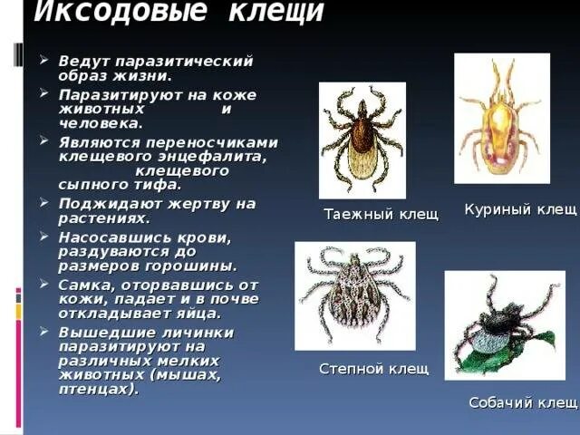 Клещ относится к паукообразным. Семейство иксодовые клещи. Иксодовый клещ классификация. Личинка иксодового клеща строение. Иксодовые клещи являются разносчиками.