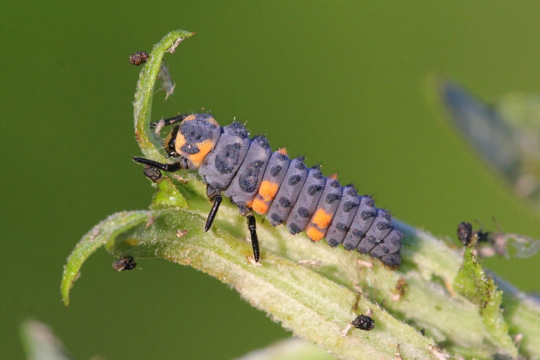 Семиточечная божья коровка личинка. Божья коровка арлекин личинка. Куколка колорадского жука. Личинка колорадского жука. Личинка божьей коровки scumnus.