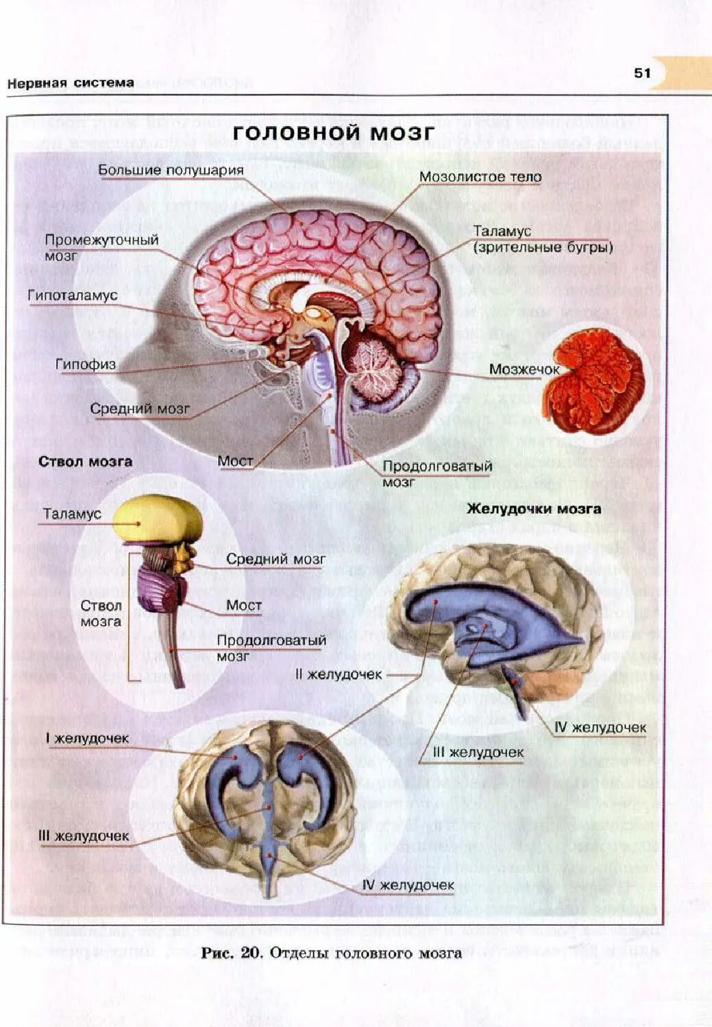 Биология мозга учебники. Отделы головного мозга. Мозг человека биология 8 класс. Головной мозг биология 8 класс. Головной мозг человека 8 класс биология.