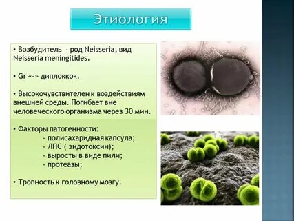 Рода возбудитель