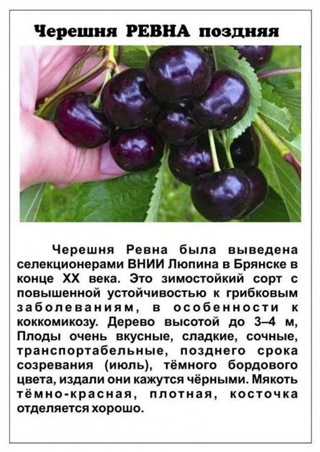 Черешня описание сортов фото отзывы