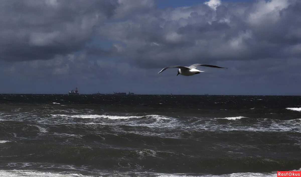 Над балтийским морем. Чайки над балтийским морем. зеленоградск море чайка. чайка кружит. балтийское море с чайками.