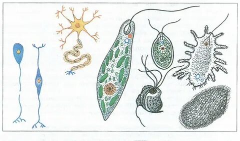 Рисунок одноклеточного организма