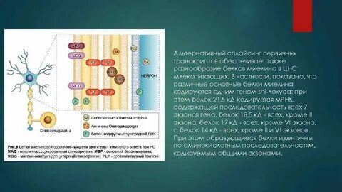 Основные белки миелина