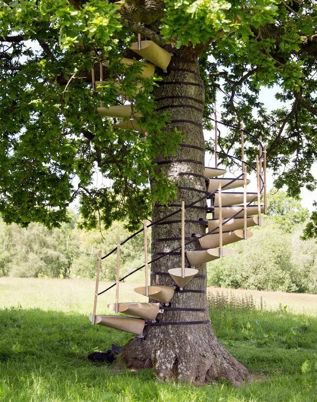 По стволу дерева можно. Домик на дереве. Винтовая лестница вокруг дерева. Лестница на стволе дерева. Винтовая лестница вокруг ствола дерева.