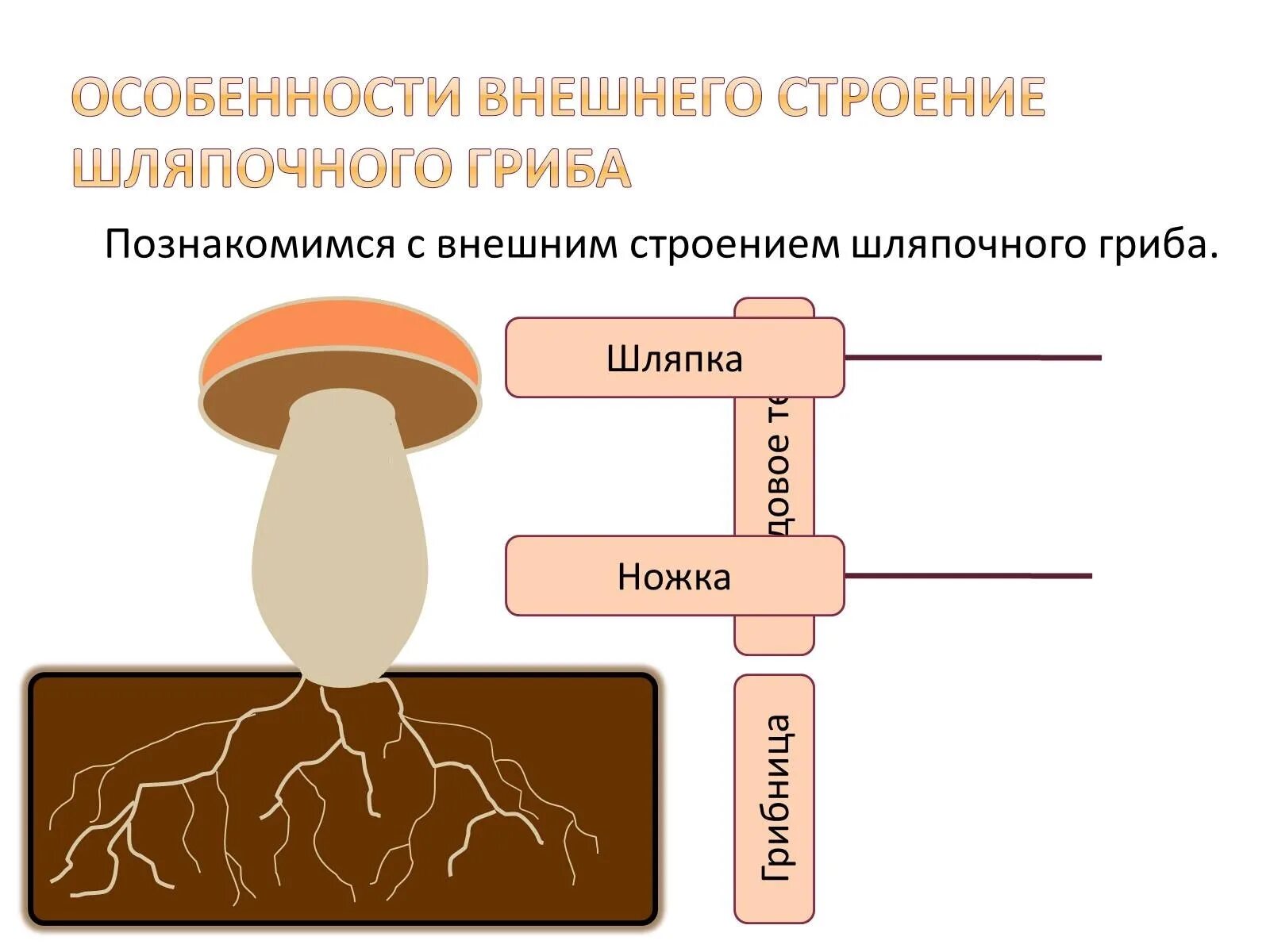 Практическая работа строение шляпочного гриба. Строение шляпочного гриба строение. строение грибов шляпочных грибов. гриб строение шляпочного гриба. строение шляпочного гриба мицелий.