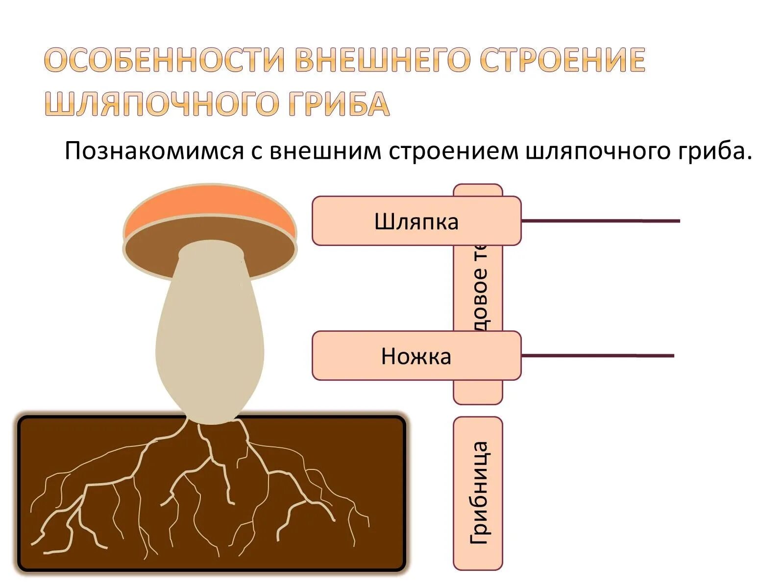 Строение шляпочного гриба строение. Строение грибов шляпочных грибов. Гриб строение шляпочного гриба. Строение шляпочного гриба мицелий.