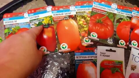 Рейтинг семян помидор