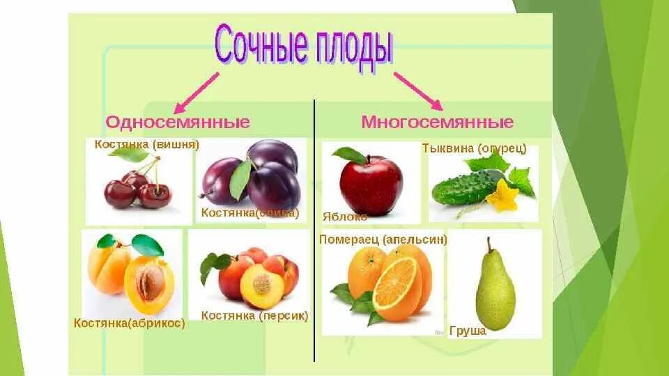 плоды сухие и сочные односемянные и многосемянные. сочные плоды это. сочные плоды это. сочные плоды это. мясистый плод.