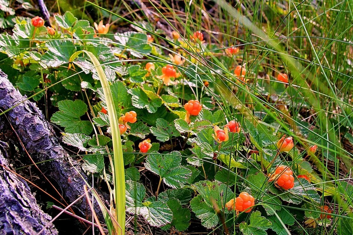 Морошка ковыль. Морошка Болотная. Морошка (Rubus chamaemorus). Морошка ягода куст. Морошка ягода в тундре.