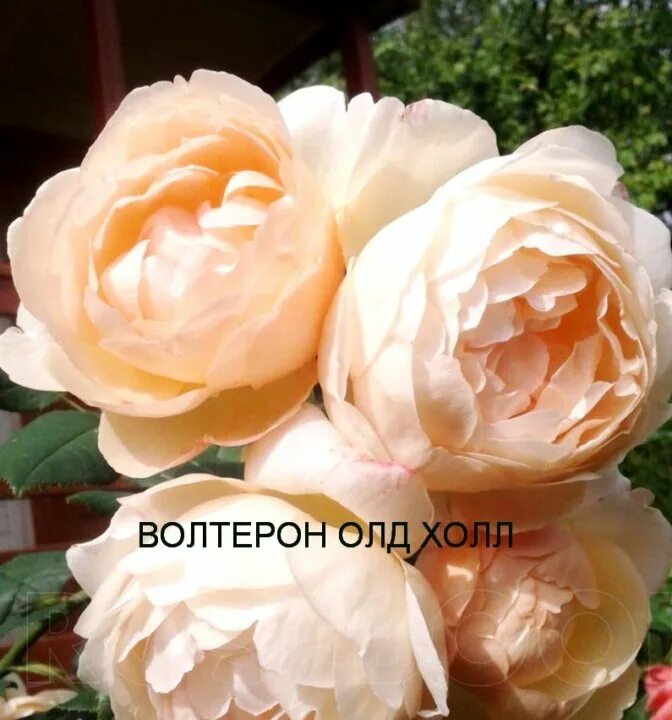 Галерея - Wollerton Old Hall ( AUSblanket) - Энциклопедия роз