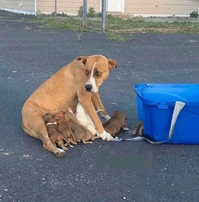 Выброшенные животные на улицу. Покормите бездомных жи,во. Киньте пет. Грустная собака. Не бросайте животных.