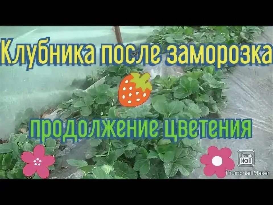 Подмерзла клубника. Заморозки на клубнике весной. Цветы клубники после заморозков. Клубника после заморозков весной. Кусты клубники после зимы.